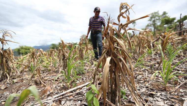 La falta de lluvia en 2018 azotó a 21 de 22 departamentos, donde campesinos perdieron el 75 o hasta el cien por ciento de su siembra. (Foto Prensa Libre: Hemeroteca PL)