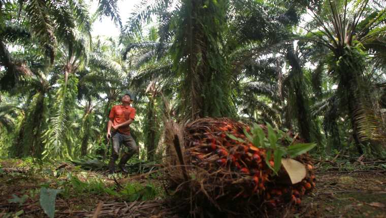 La producción de aceite de palma africana será de 900 mil toneladas y pondrá a Guatemala como el segundo productor más importante de Latinoamerica, según Grepalma. (Foto Prensa Libre: Hemeroteca)