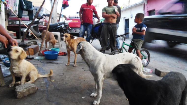 En algunas ciudades es común la proliferación de perros callejeros: (Foto Prensa Libre: Hemeroteca PL).