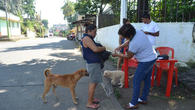 Con las jornadas de castración de pretende controlar la población de perros callejeros. (Foto Prensa Libre: Hemeroteca PL). 