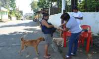 Con las jornadas de castración de pretende controlar la población de perros callejeros. (Foto Prensa Libre: Hemeroteca PL).