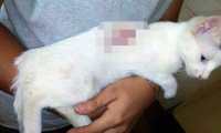 Gato que sufrió una herida de bala en la ciudad de Chiquimula. (Foto Prensa Libre: Mario Morales). 