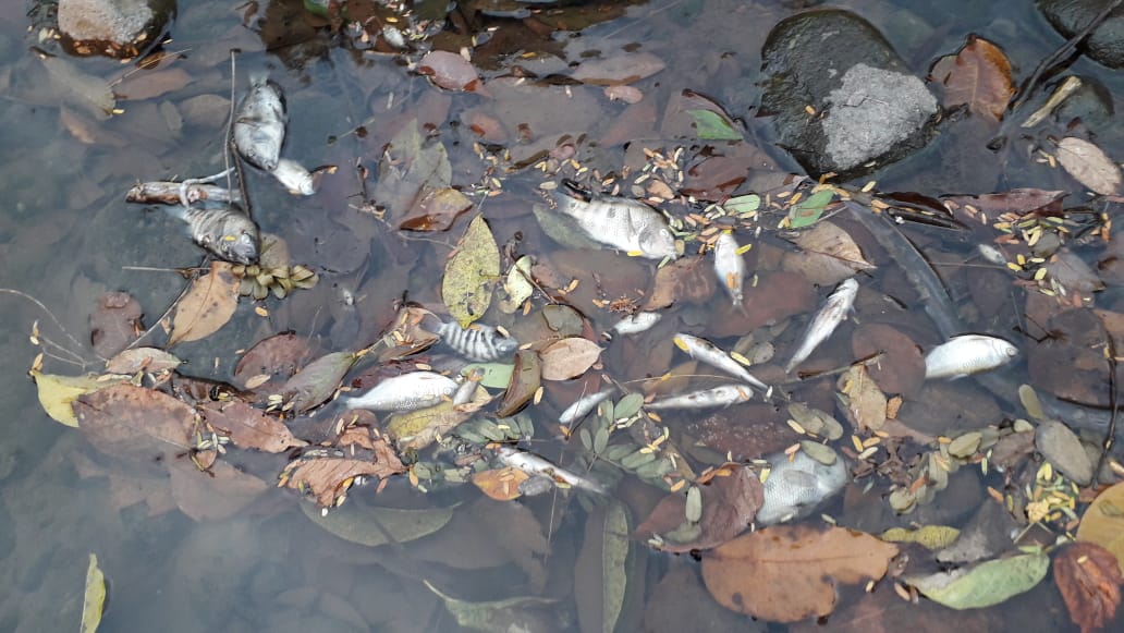 Peces muertos fueron localizados por pobladores a la orilla del río Xab, en El Asintal, Retalhuleu. (Foto Prensa Libre: Rolando Miranda).
 

