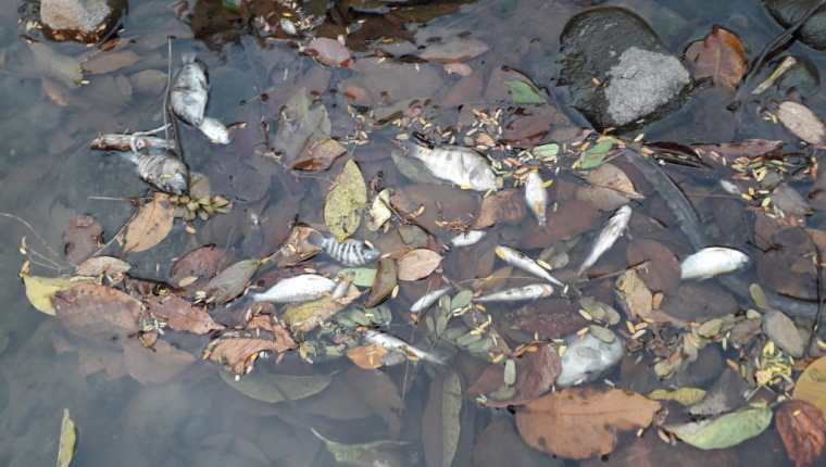 Peces muertos fueron localizados por pobladores a la orilla del río Xab, en El Asintal, Retalhuleu. (Foto Prensa Libre: Rolando Miranda).
 
