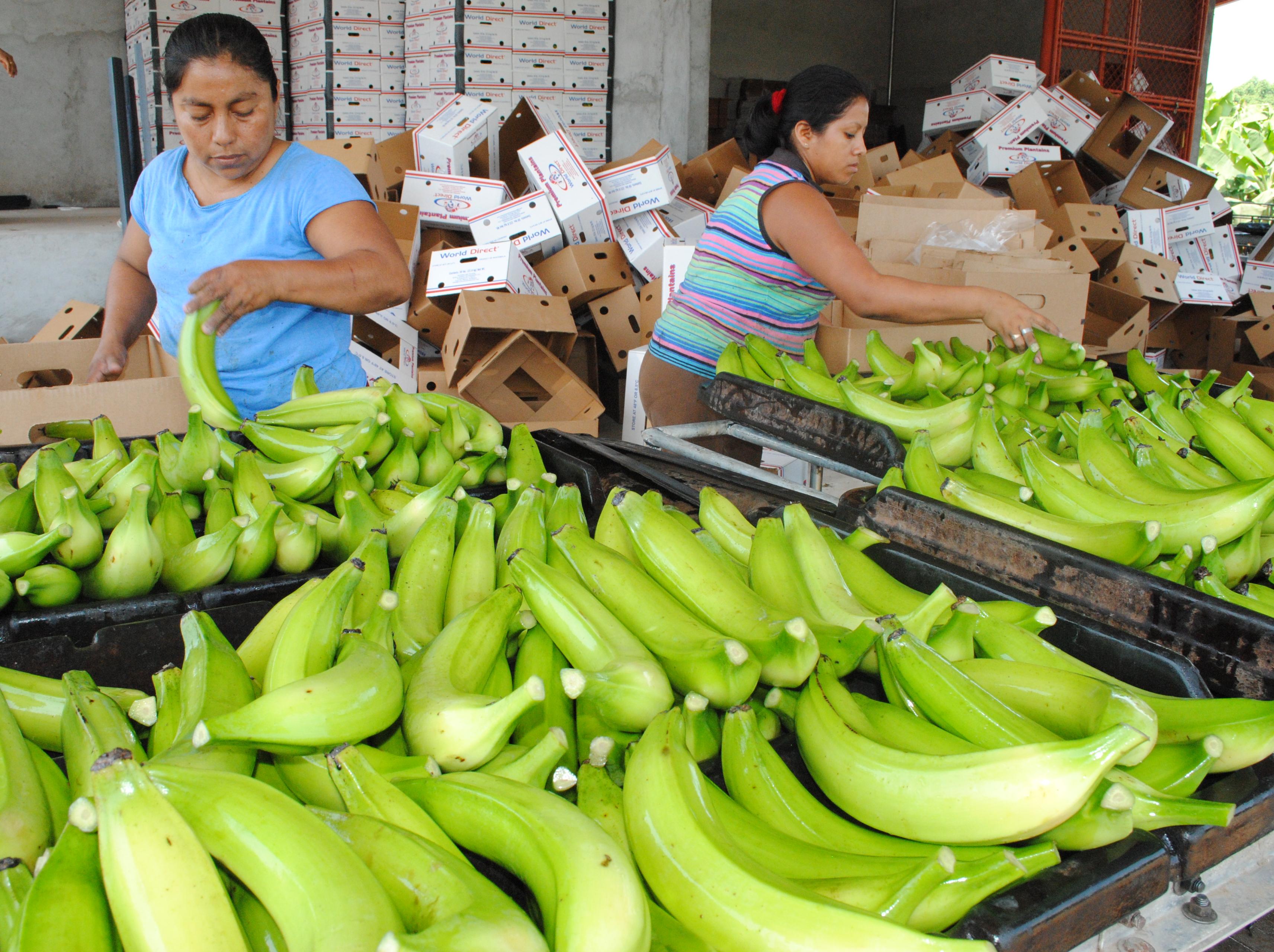 La exportación de banano alcanzó una cifra histórica de US$815 millones el año pasado, siendo el principal producto agrícola colocado en el mercado exterior. (Foto Prensa Libre: Hemeroteca)