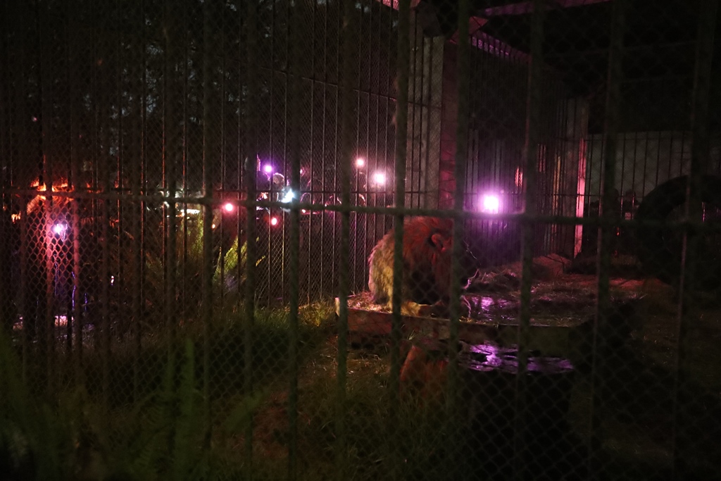 Una de la atracciones del recorrido nocturno en el zoológico de Xela fue el león africano Simba. (Foto Prensa Libre: Mynor Toc)