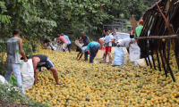 El camión accidentado en Izabal transportaba miles de naranjas. (Foto Prensa Libre: Dony Stewart).