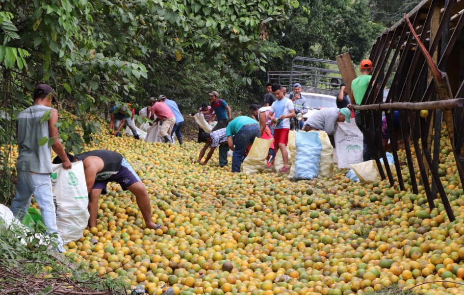 Personas se llevan naranjas que eran transportadas en camión accidentado en Izabal. (Foto Prensa Libre: Dony Steawrt). 