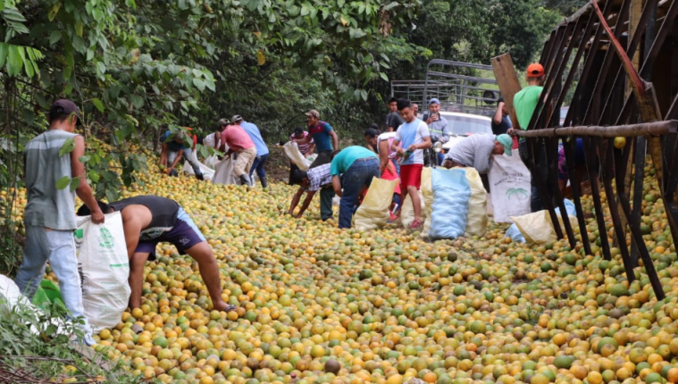 Personas se llevan naranjas que eran transportadas en camión accidentado en Izabal. (Foto Prensa Libre: Dony Steawrt). 