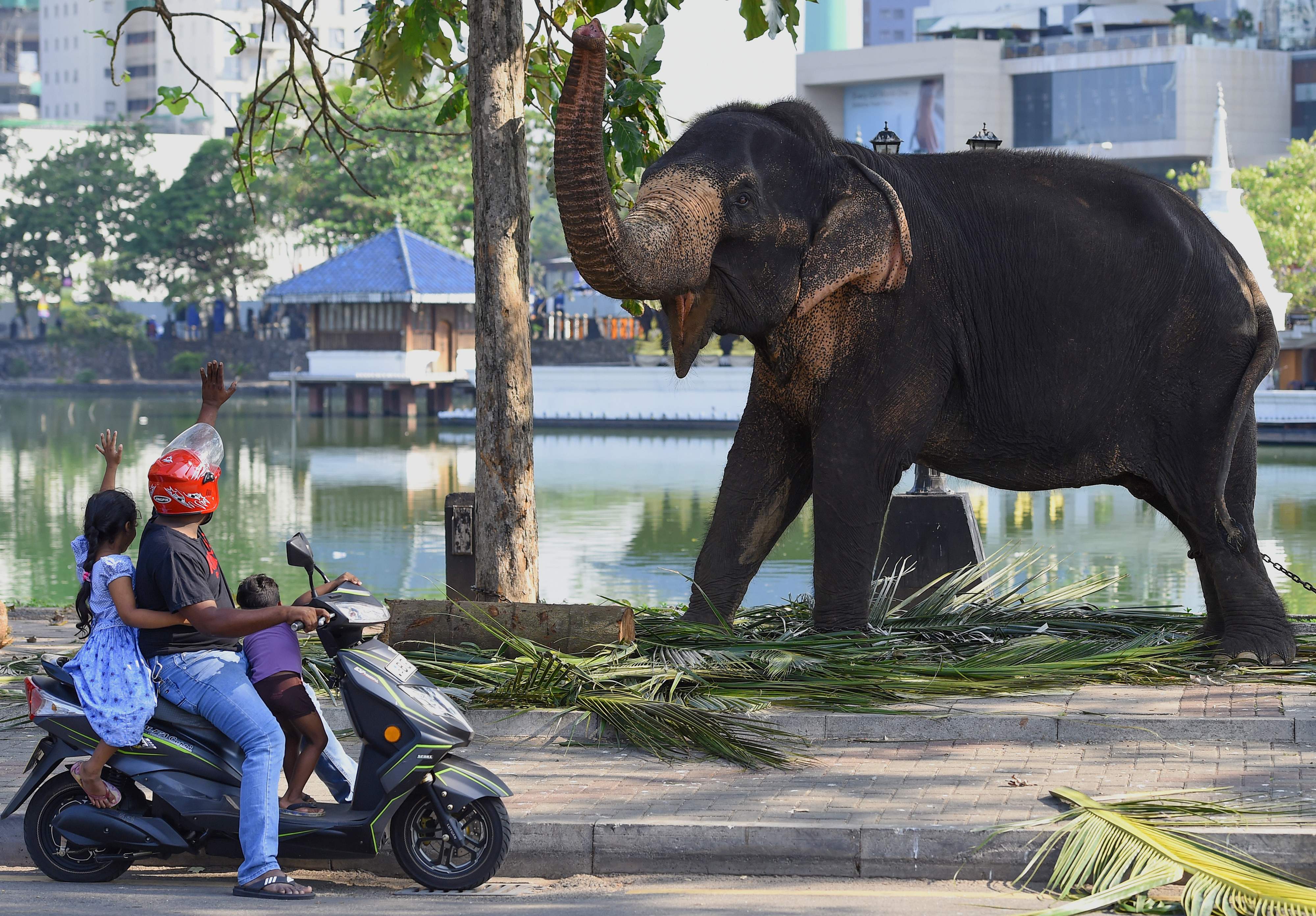 Los viajeros interactúan con un elefante mientras descansa en una vía pública antes del festival anual Perahera del histórico Templo Gangaramaya en Sri Lanka. AFP