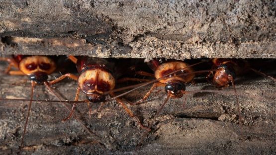 Las cucarachas y las moscas caseras pueden proliferar en los próximos años. GETTY IMAGES