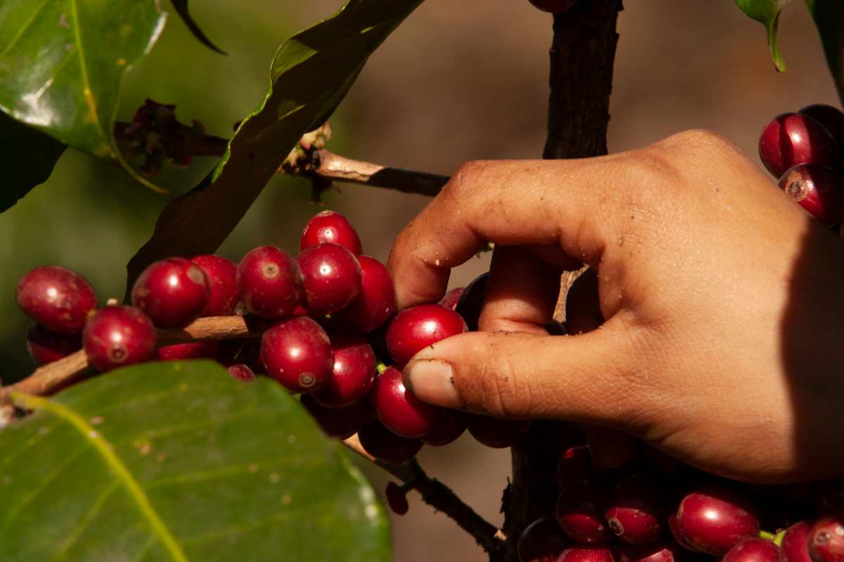 Precios internacionales del café ponen en riesgo próxima cosecha en Guatemala
