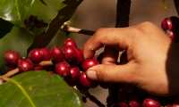 Anacafé alertó que debido a los bajos precios internacionales del café los productores dejan de realizar trabajos de fertilización y mantenimiento. (Foto Prensa Libre: Hemeroteca)