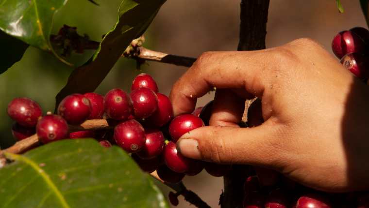 Anacafé alertó que debido a los bajos precios internacionales del café los productores dejan de realizar trabajos de fertilización y mantenimiento. (Foto Prensa Libre: Hemeroteca)
