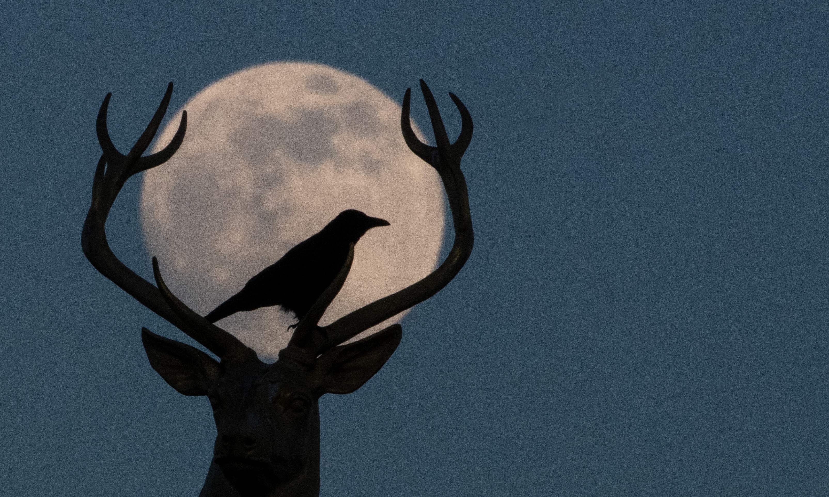 Un cuervo se sienta sobre la escultura de venado de Ludwig Habich en el techo de la casa de arte en Stuttgart, frente a la Superluna de Nieve. Fotografía Prensa Libre: AFP.