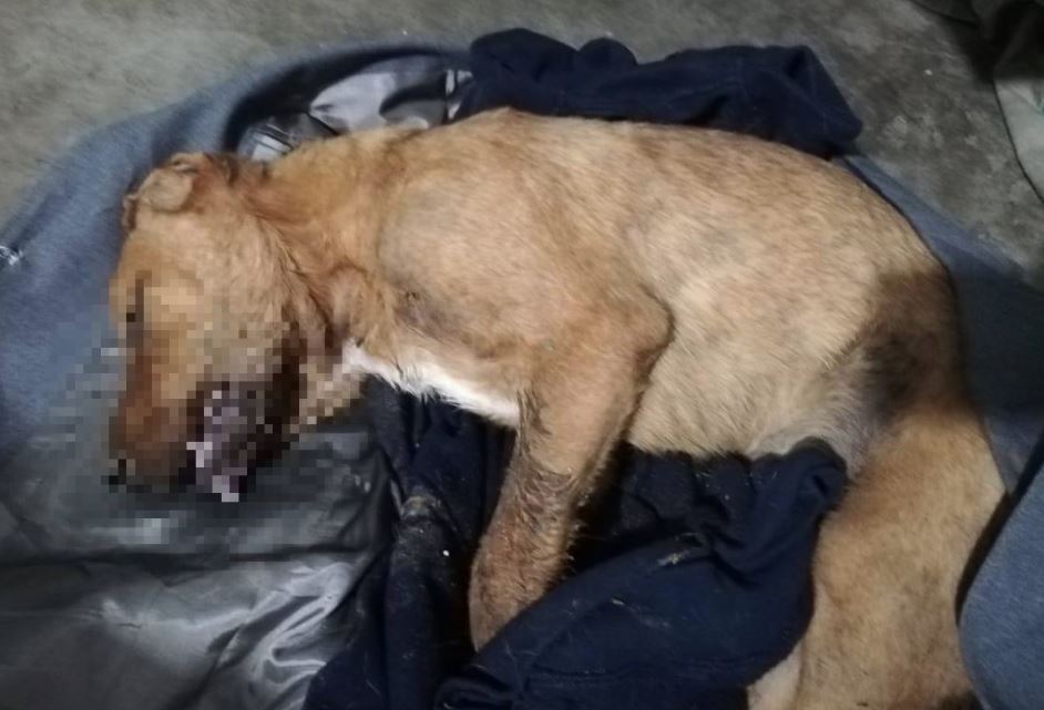 Siete denuncias ha recibido la Unidad de Bienestar Animal por envenenamiento de perros