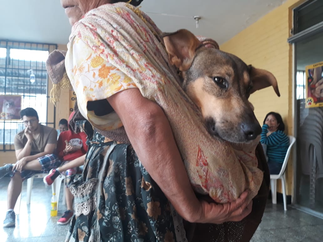 Organizaciones que velan por el bienestar animal realizan jornadas de atención y castración de perros y gatos gratuitas o a bajo costo. (Foto Prensa Libre: Cortesía)