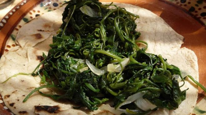 Para los investigadores, los quiletes son un tesoro gastronómico. (Foto Prensa Libre: cortesía de la Dirección General de Comunicación Social de la UNAM)