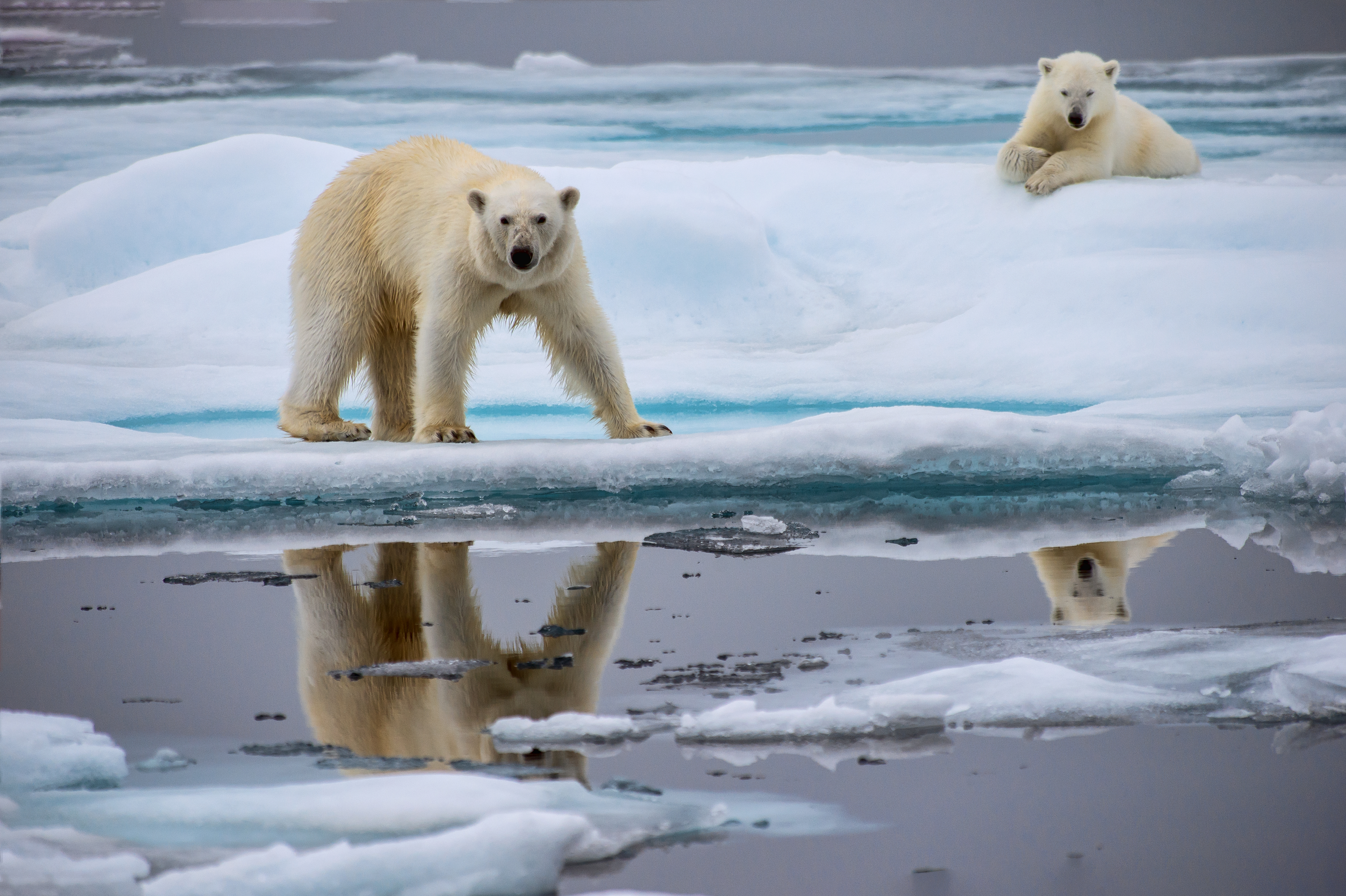 Los osos polares enfrentan dificultades para sobrevivr debido al descongelamiento de su hábitat. (Foto Prensa Libre: Shutterstock)
