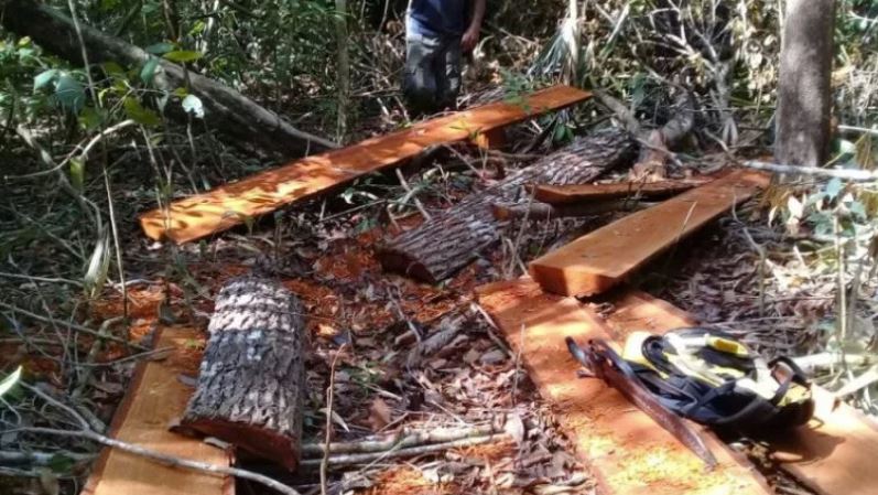 Denuncian tala ilegal en Parque Nacional Mirador-Río Azul