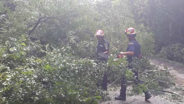 El 20 de enero de este año, socorristas de Sayaxché limpian la vía del parque  El Rosario donde un árbol  que cayó obstaculizaba ambos carriles. (Foto Prensa Libre: Cortesía)