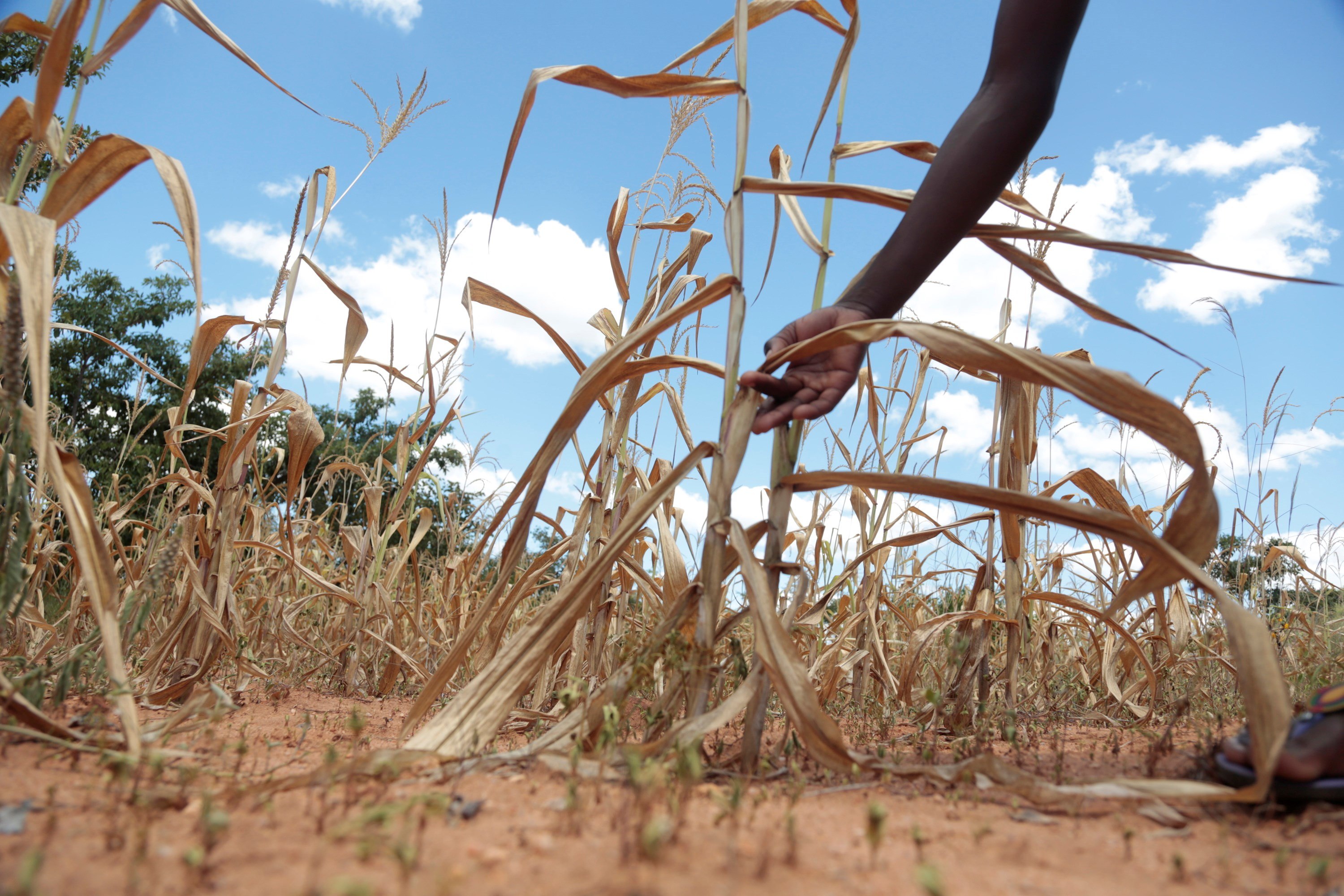 Las familias afectadas por la sequía que no han obtenido el cupón de Q200 tendrán que esperan hasta después de las elecciones para recibirlo. (Foto Prensa Libre: Hemeroteca PL)