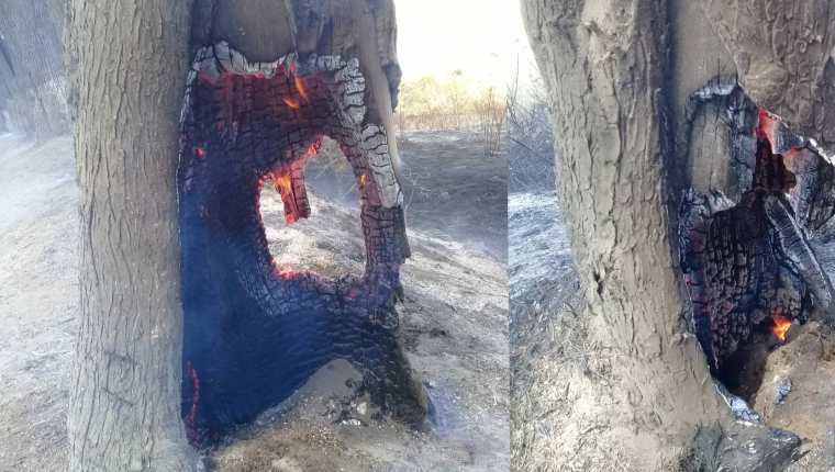 Árboles y vegetación son arrasados por el fuego ante la contante lucha de las brigadas y cuerpos de socorro que trabajan en el lugar. (Foto Prensa Libre: Cortesía)