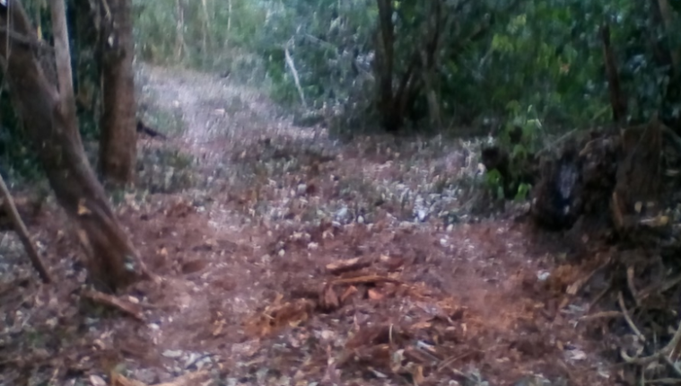 Según el Conap, la imagen muestra residuos de troncos de árboles muertos: (Foto Prensa Libre: Cortesía Conap).

