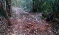 Según el Conap, la imagen muestra residuos de troncos de árboles muertos: (Foto Prensa Libre: Cortesía Conap).