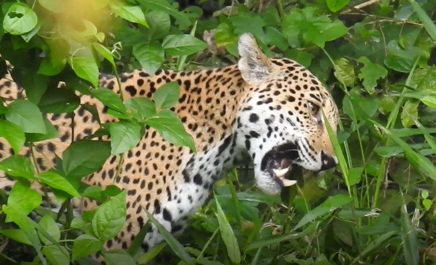 En la captura de video puede apreciarse a un jaguar en su hábitat natural en el Parque Nacional Mirador. (Foto Prensa Libre: Cortesía Francisco Asturias, FundaEco)