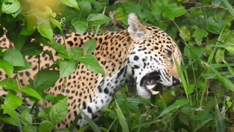 Captan a jaguar en su hábitat del Parque Nacional Mirador – Prensa ...