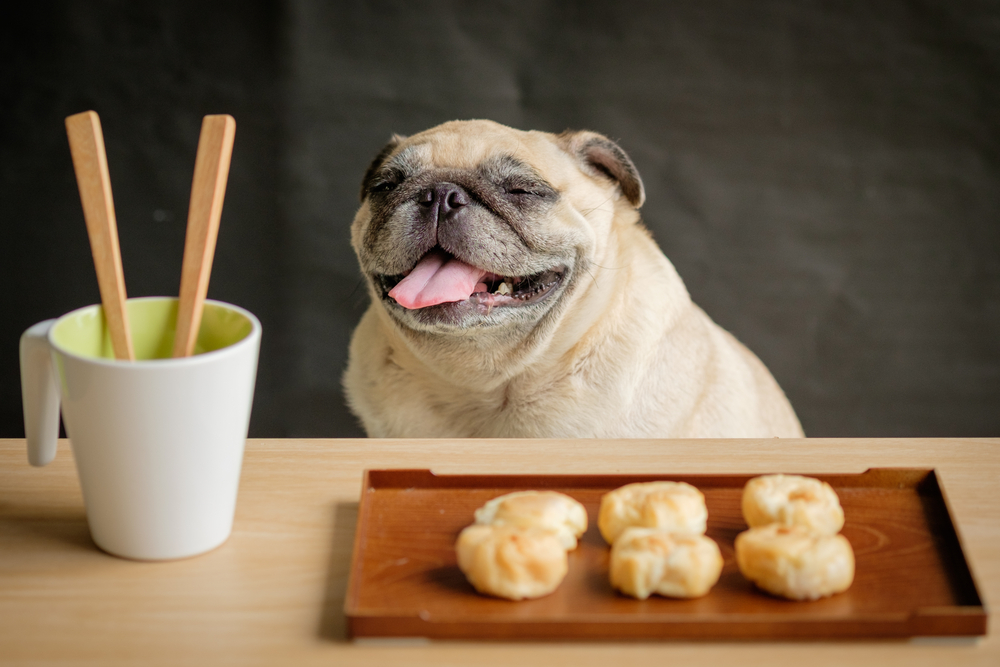 Negocios de comida para mascotas tienen un alto potencial debido a la demanda en constante crecimiento por parte de los propietarios. (Foto Prensa Libre: Shutterstock)