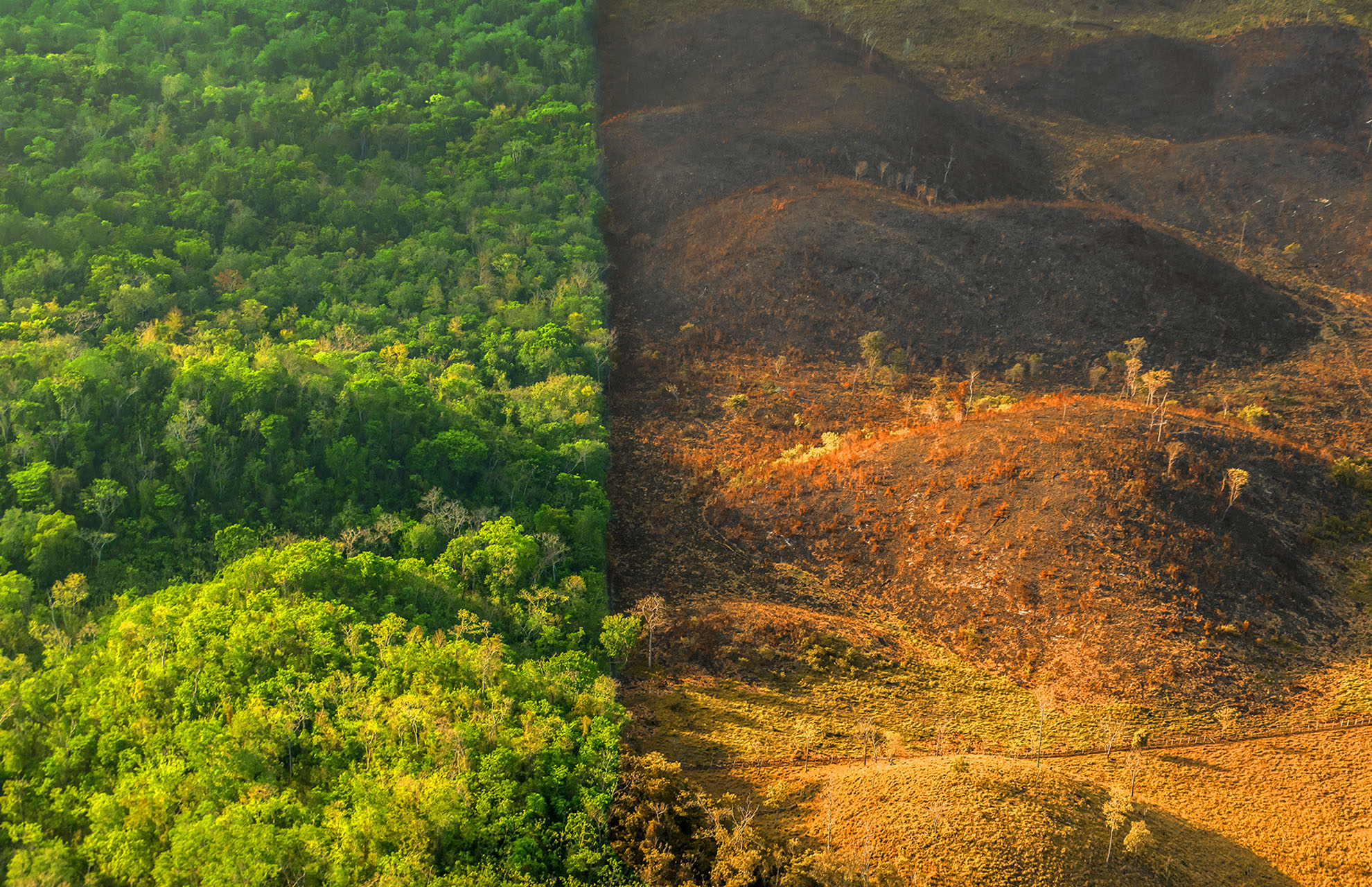 Rainforest Alliance – Sergio Izquierdo.