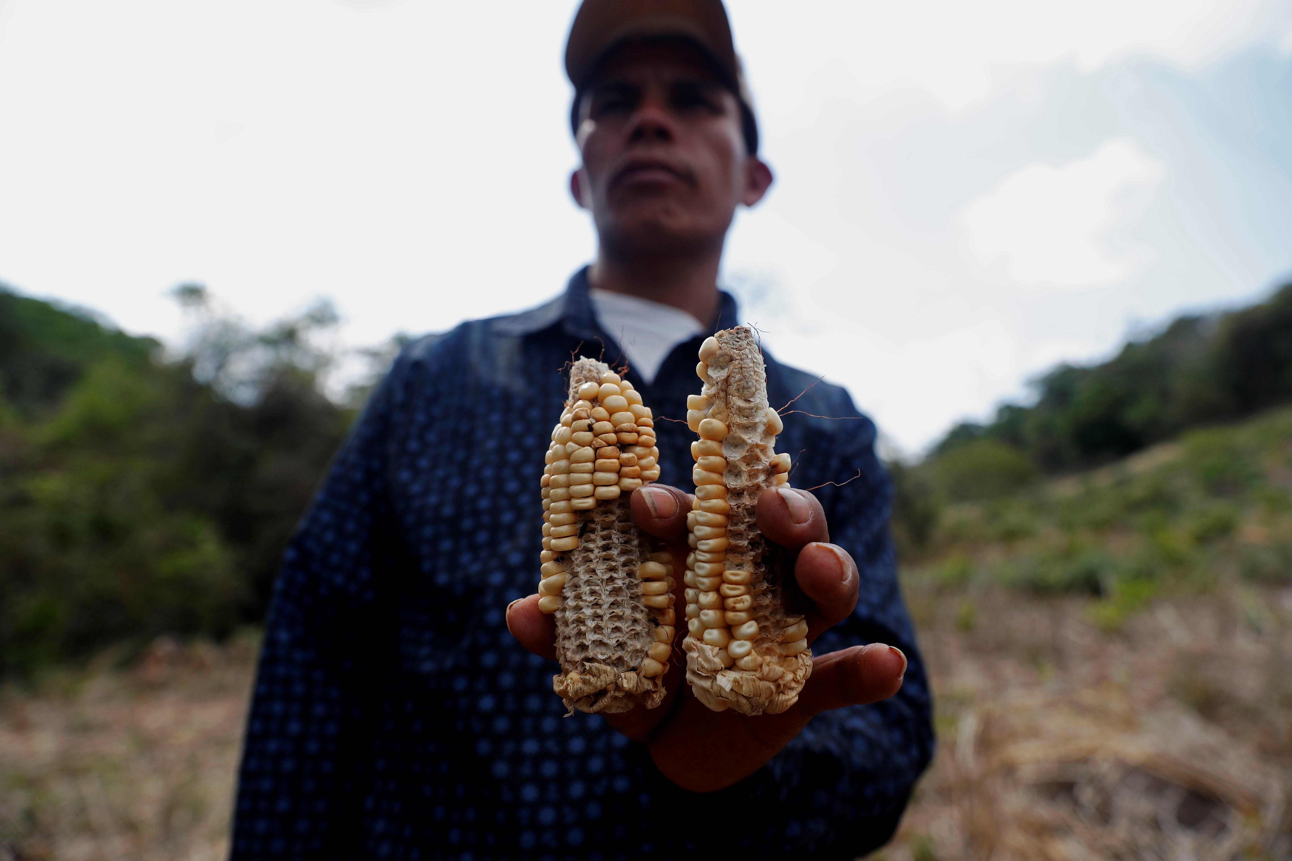 Las mazorcas no se desarrollaron debido a la sequía que afectó a San Andrés, Moyuta, Jutiapa.  (Foto Prensa Libre: EFE)
