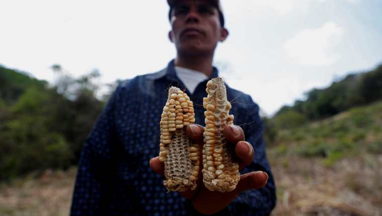 Las mazorcas no se desarrollaron debido a la sequía que afectó a San Andrés, Moyuta, Jutiapa.  (Foto Prensa Libre: EFE)
