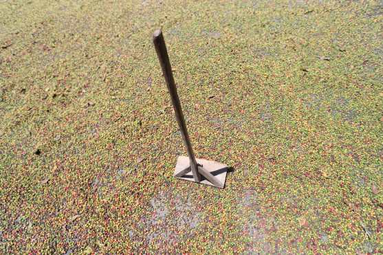 Varios de los granos de café que están en el suelo presentan enfermedades como La Roya, por ejemplo, indicaron los sembradores. (Foto Prensa Libre: Óscar Rivas)