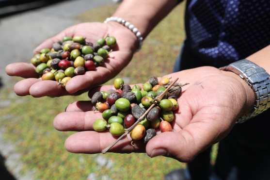 "Así está nuestra cosecha", dijo un caficultor mostrando los granos. (Foto Prensa Libre: Óscar Rivas)
