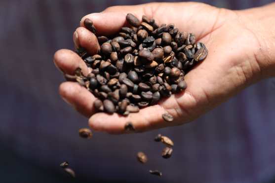 El café guatemalteco es cotizado a nivel mundial. Foto Prensa Libre: Óscar Rivas 