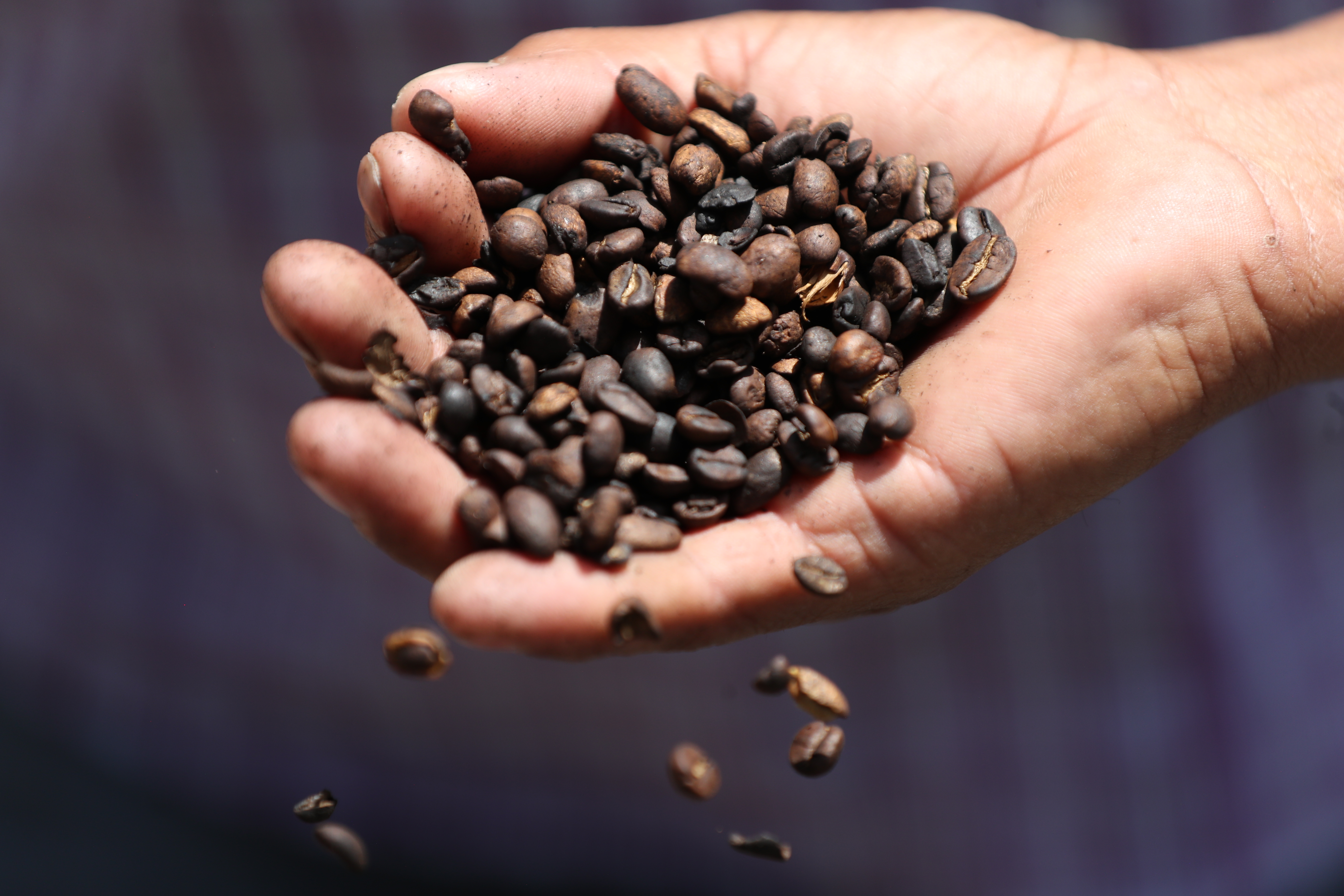 Según productores de café, los precios internacionales ya tocaron fondo y empezará la fase de recuperación que se consolidará en el 2020. (Foto Prensa Libre: Hemeroteca)