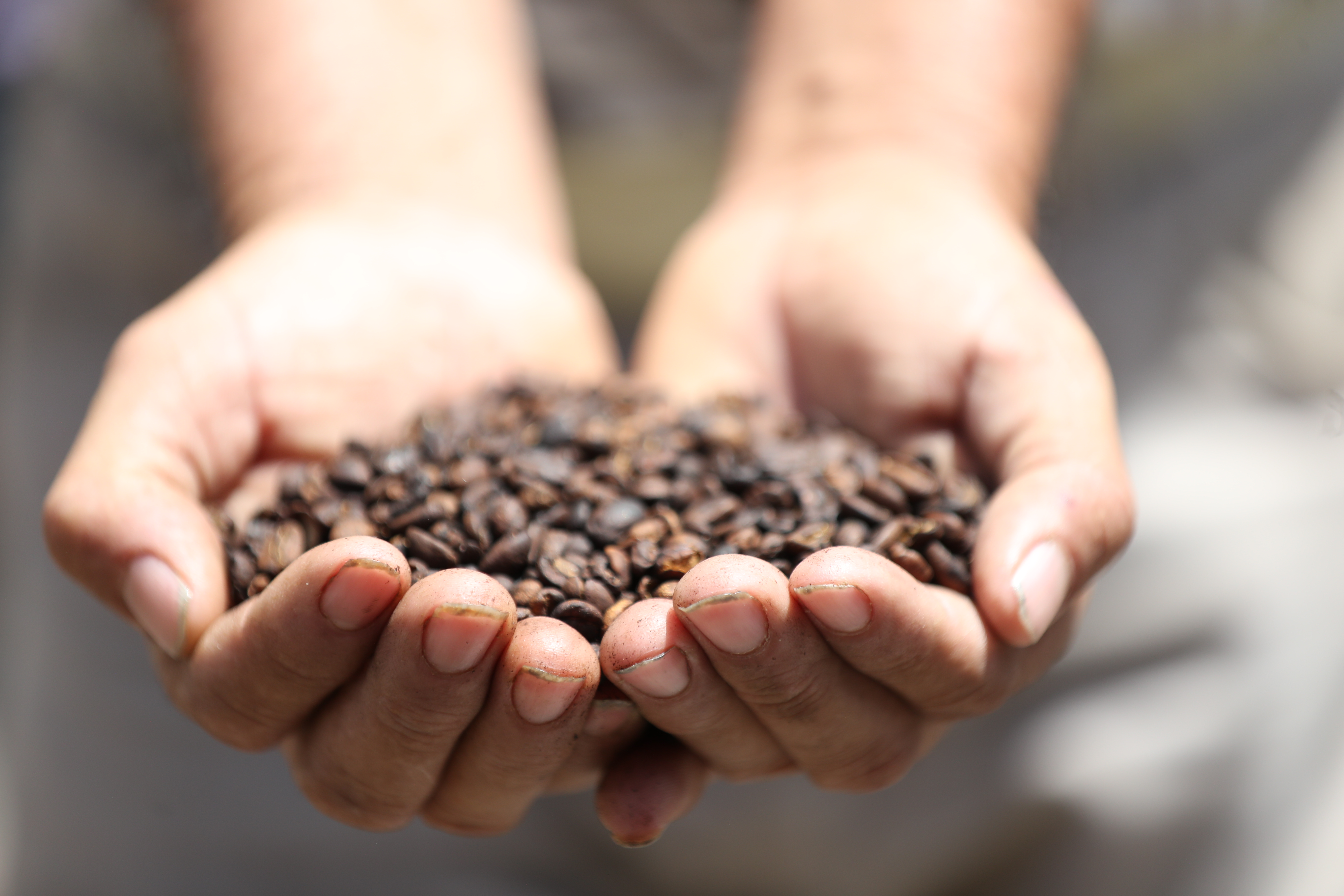 Productores de café piden atención a congresistas. (Foto Prensa Libre: Óscar Rivas)