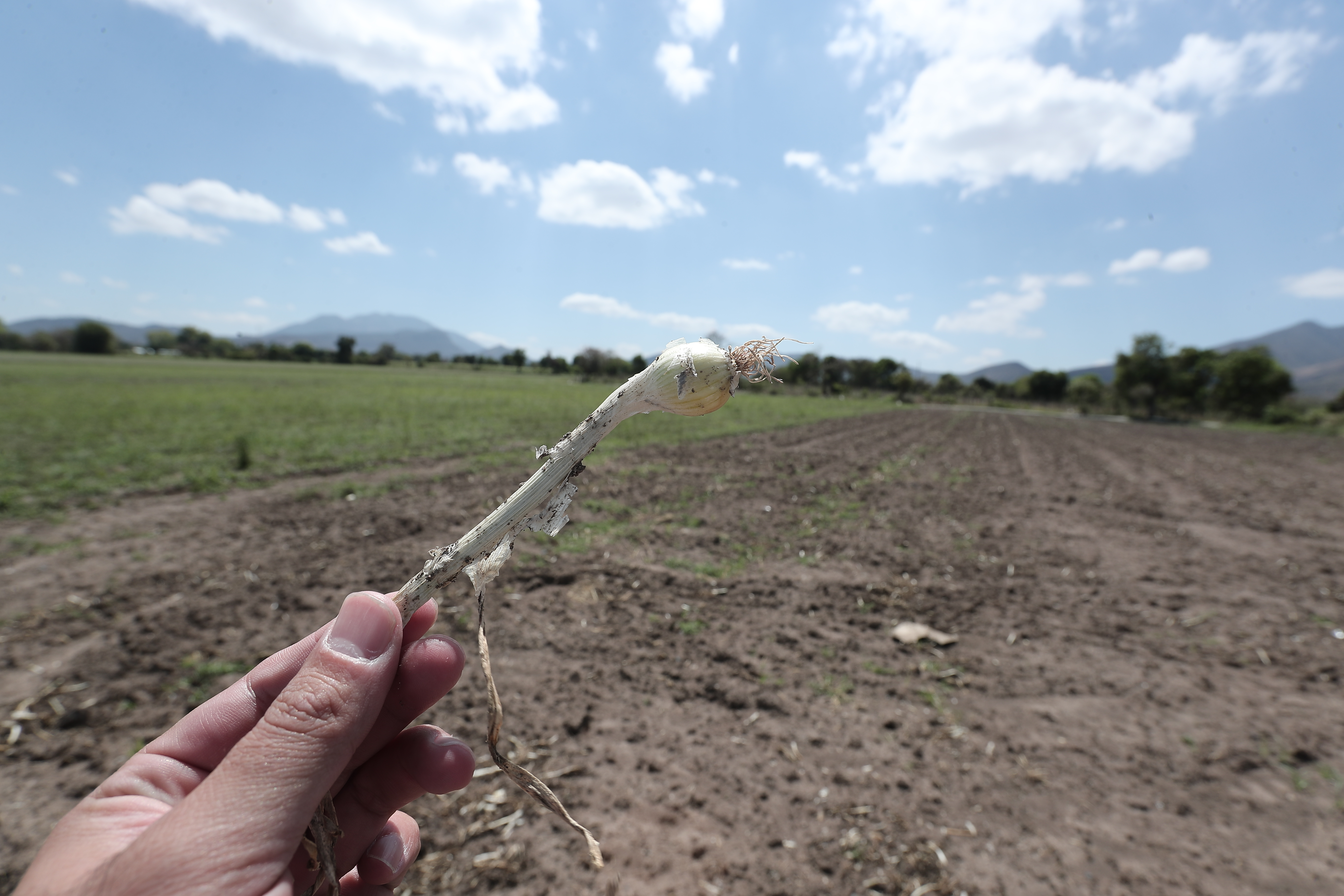 En los cultivos de cebolla en Monjas, Jalapa, se detectó un foco de trips, que es un insecto que ataca el desarrollo de la planta. (Foto Prensa Libre: Juan Diego Gonzalez)