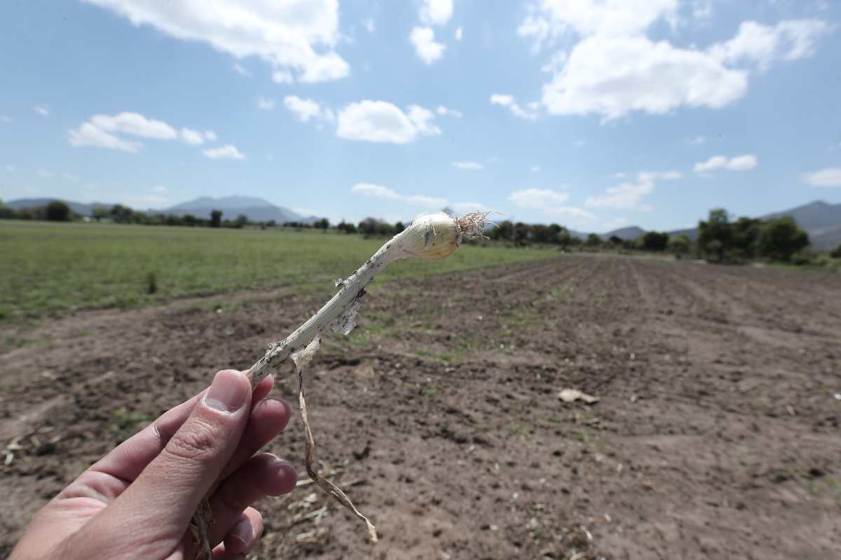 Gobierno confirma que precio de la cebolla blanca se disparó un 239%