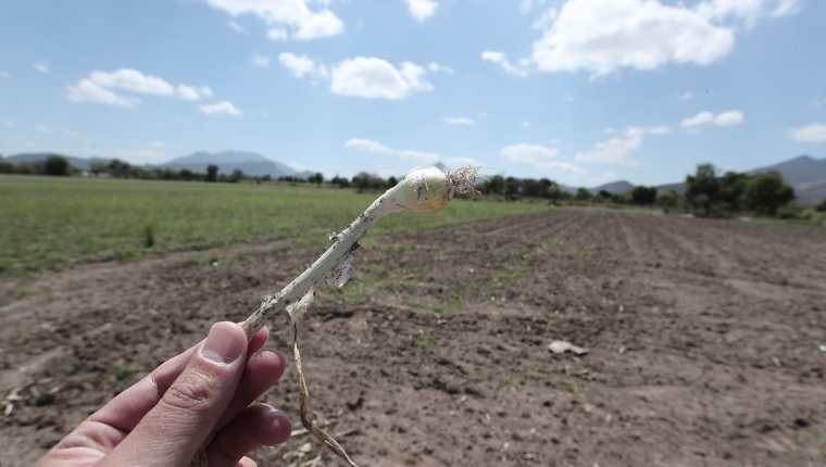 En los cultivos de cebolla en Monjas, Jalapa, se detectó un foco de trips, que es un insecto que ataca el desarrollo de la planta. (Foto Prensa Libre: Juan Diego Gonzalez)