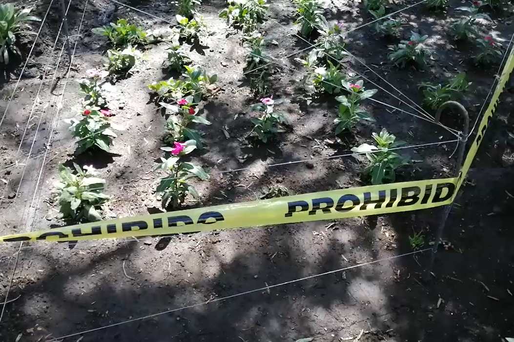 De esta forma intentan proteger a las flores del parque central para que no sean dañadas o hurtadas. (Foto Prensa Libre María Longo) 