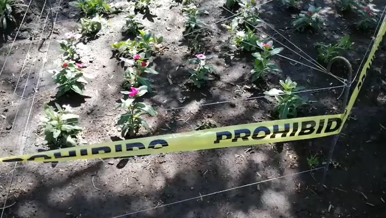 De esta forma intentan proteger a las flores del parque central para que no sean dañadas o hurtadas. (Foto Prensa Libre María Longo) 