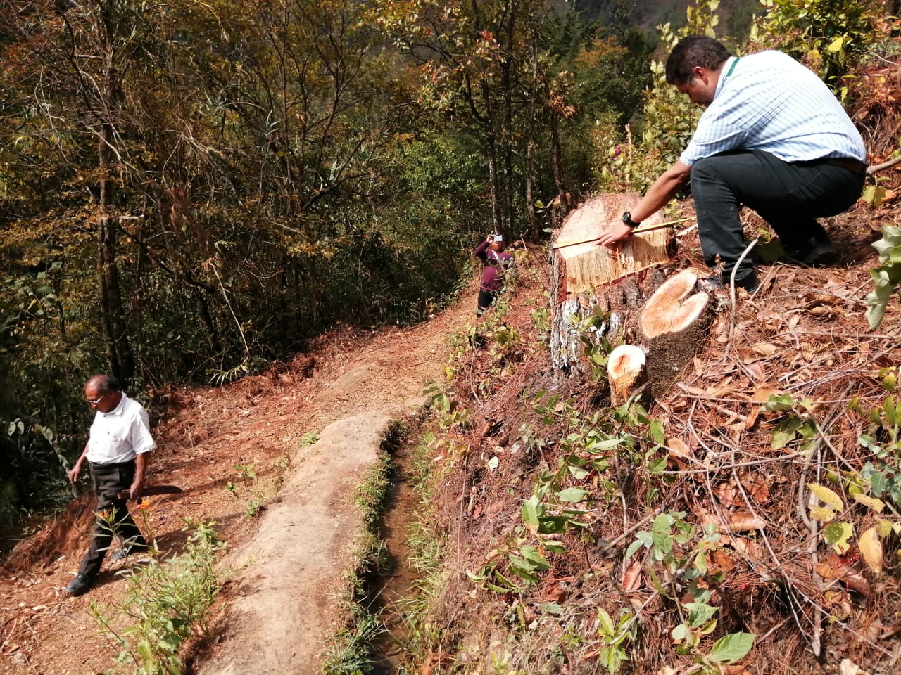 Integrantes  de una cofradía en Quiché interpusieron la denuncia en el MP para que se investigue la tala de 34 árboles.(Foto Prensa Libre: Héctor Cordero)