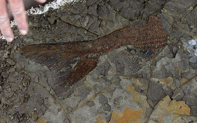 Fósil de pez de 66 hace millones de años, cedida el 29 de marzo de 2019 por la Universidad de Kansas. (Foto Prensa Libre: AFP) 