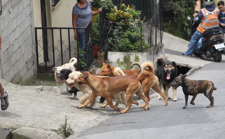 Se presume que los perros que han sido destazados para la venta de su carne son los que deambulan sin dueño por las calles. (Foto Prensa Libre: Hemeroteca PL)