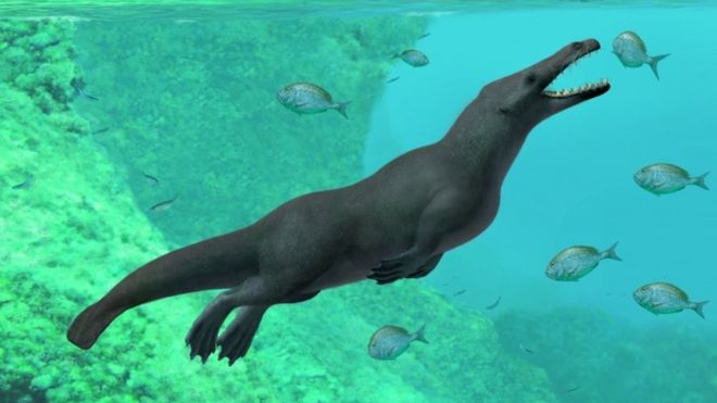 La recién descubierta ballena vivió hace aproximadamente 43 millones de años. REUTERS 