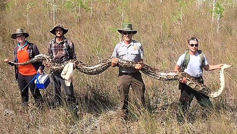 Las serpientes pitones son una gran amenaza para la fauna nativa de Florida. AFP/SERVICIO NACIONAL DE PARQUES DE EE. UU.